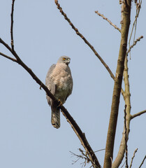 Shikra bird sitting on a tree branch.