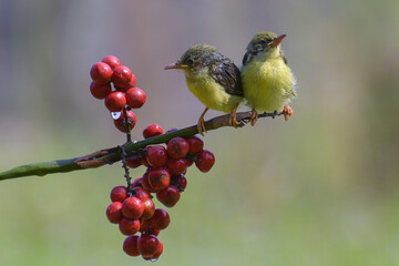 Young olive backed sunbird waiting to be fed