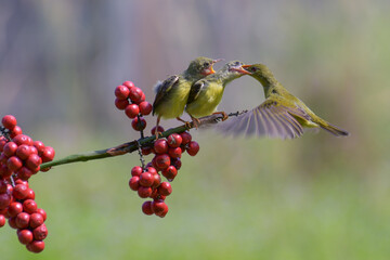 Olive backed sunbird feed their young