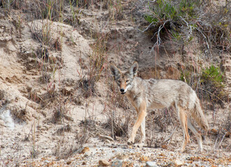 Coyote on the Central Coast of California