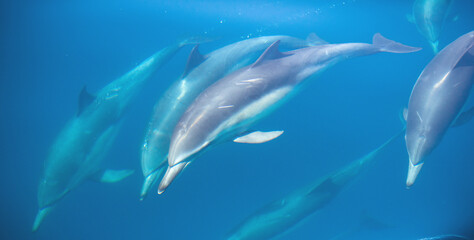 Common Dolphins Underwater in the Santa Barbara Channel, California