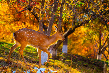 Beautiful sika deer in the autumn forest against the background of colorful foliage of trees. Fairy forest autumn landscape with wild animals.