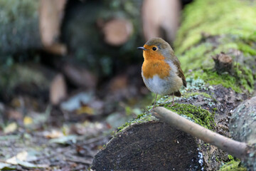 Robin looking alert perched on a tree on an autumn day