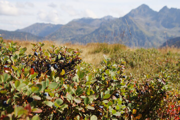 Fototapeta premium Wild blueberry in mountains, Austria