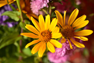 Colorful bouquet of garden flowers in the room