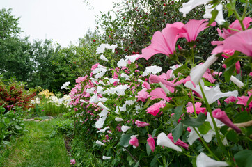 flowers in the garden