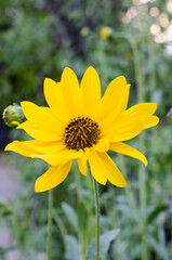 yellow flower