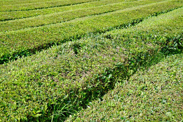 tea fields on the azores