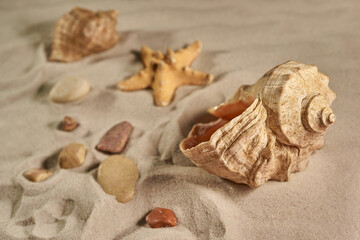 Fototapeta na wymiar Starfish and sea shells on a beach