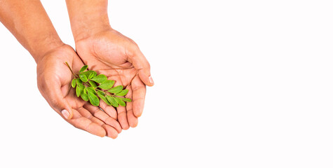 Naklejka na ściany i meble Organic moringa leaves on hands - Moringa oleifera
