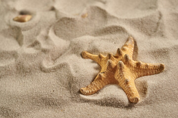 Fototapeta na wymiar Starfish on a sandy beach in a sunlight