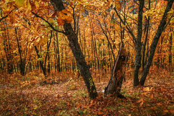 Road in autumn forest. Nature composition.