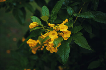 A bunch of beautiful yellow fresh Tecoma flower