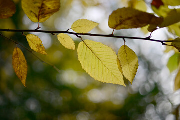 Yellow autumn leaves fall background. Autumn leaves on a branch