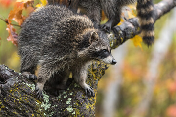 Obraz premium Raccoon (Procyon lotor) Looks Out From Tree Second in Background Autumn