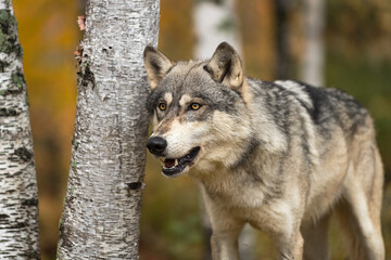 Fototapeta premium Grey Wolf (Canis lupus) Stares Out Intently Next to Birch Trees Autumn