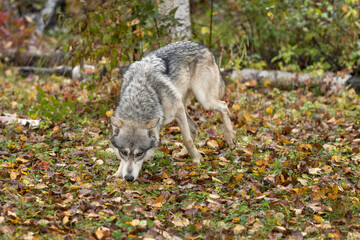Grey Wolf (Canis lupus) Sniffs Through Leaves Autumn