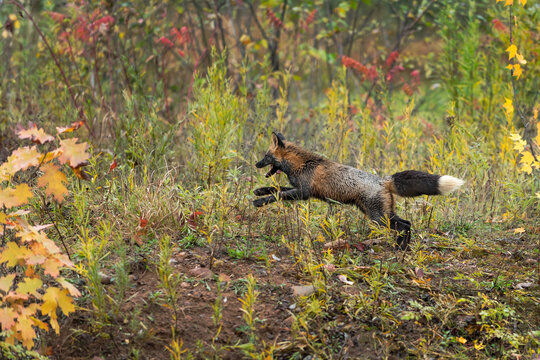 Cross Fox (Vulpes vulpes) Pounces Left Tongue Lolling Autumn