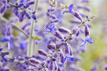 Salvia yangii (Perovskia atriplicifolia), commonly called Russian sage. This cultivar is the...