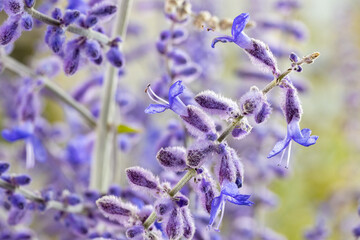 Salvia yangii (Perovskia atriplicifolia), commonly called Russian sage. This cultivar is the Perovskia atriplicifolia “Blue Spire” and produces blue flowers from early summer to late autumn.