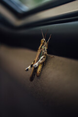 Macro shot of cricket inside a car