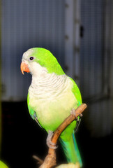 beautiful yellow and green parrot in the garden during sunny day

