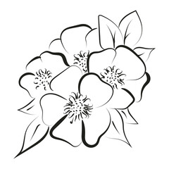 Elegant outline drawing of spring flower, vector illustration.