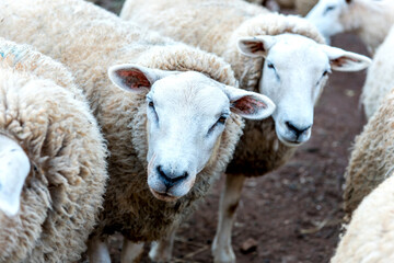 Beautiful flock of wool sheep on a farm
