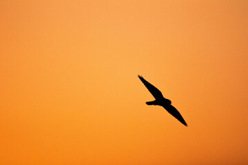 Falco tinnunculus in the flight with sunrise.