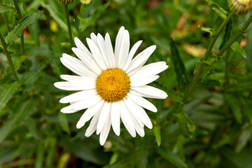 Obraz premium Beautiful Leucanthemum Daisy in the Garden, Blurred Background.