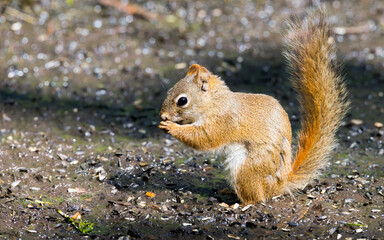 A red squirrel foraging for food. Taken in Alberta, Canada