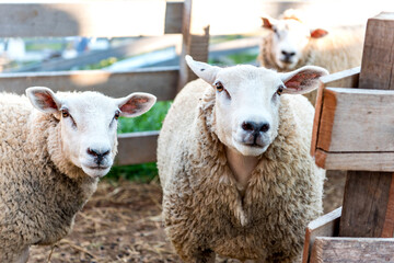 Flock of sheep on farm, beautiful woolen sheep
