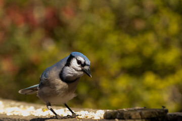 Bluejay on the Bridge