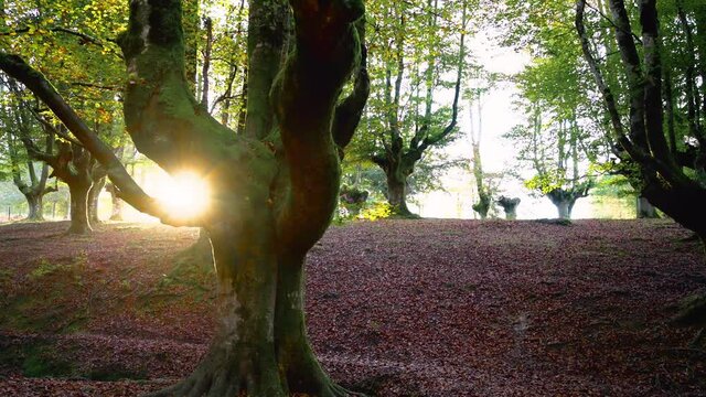 Colorful autumn at Otzarreta beech forest, Gorbea Natural Park, Basque country, Spain. High quality 4k footage