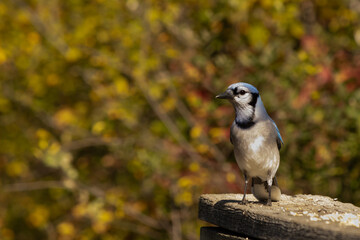 Curious Bluejay