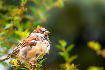  Passer domesticus on the tree.