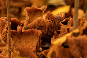 Jagged Mushroom