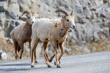 Naklejka na ściany i meble A young male Bighorn Sheep crossing a road. Taken in Banff, Canada