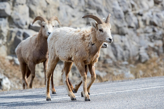 A young male Bighorn Sheep crossing a road. Taken in Banff, Canada