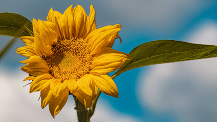 Sunflower, helianthus annuus, on a sunny summer day in our garden