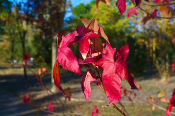 drzewo kolory liście jesień natura - obrazy, fototapety, plakaty
