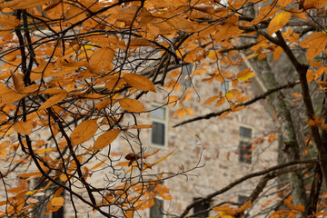 Old Mill Through Leaves