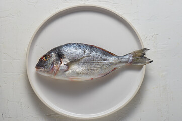 Fresh fish dorado or gilt-head on white background