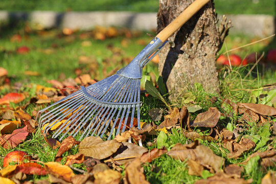 leaf rake with fallen leaves in the garden under a fruit tree at autumn
