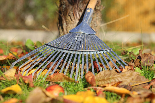 close up of leaf rake with fallen leaves in the garden under a fruit tree at autumn