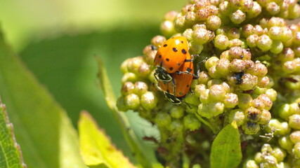Ladybugs having sex on a diseased leaf in Cotacachi, Ecuador