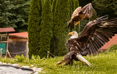 Black kite, Milvus migrans, which snatched away the prey out of the water from a bald eagle,...