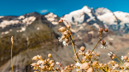 Bladder campion, silene vulgaris, in front of the famous Grossglockner summit, Kaernten, Austria