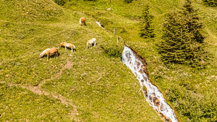 Beautiful alpine summer view with horses and a mountain stream at the famous Schareck summit,...