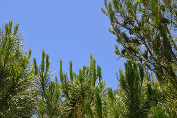 Top of maritime pine plants (Pinus pinaster) against clear blue sky in summer, Tuscany